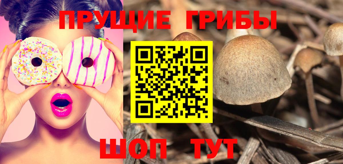 Псилоцибиновые грибы прущие грибы  Вход с VPN  Псилоцибиновые грибы MAGIC MUSHROOMS  Сосновый Бор 